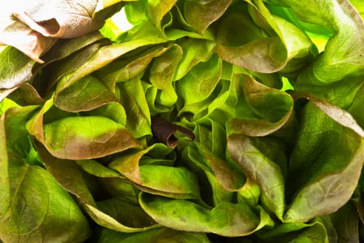 Lettuce