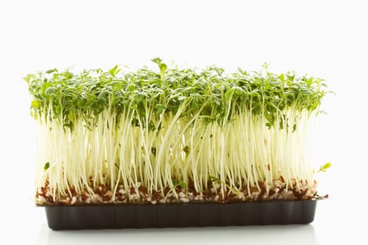 Cress