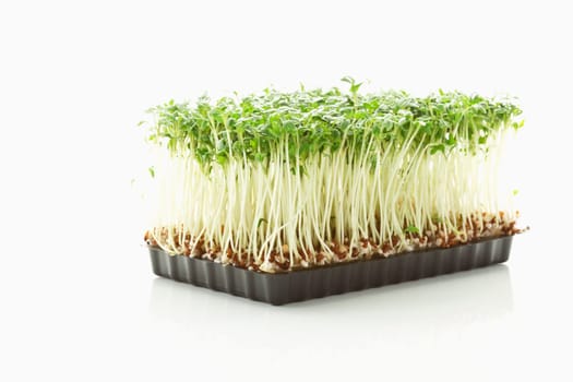 Cress