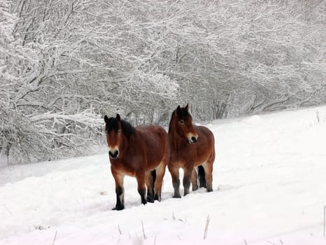 Two cold-blooded horses in the snow