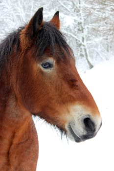 Cold-blooded gelding in the snow