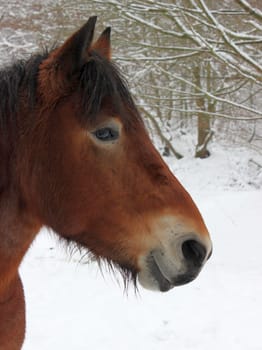 Cold-blooded gelding in the snow