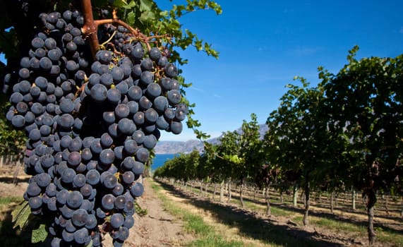 Cluster of purple grapes on the vine with rural scene and blue sky