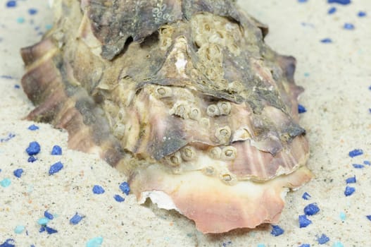 oyster