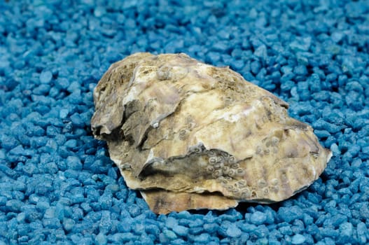 oyster