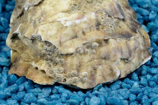 oyster