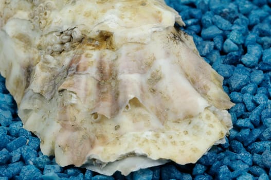 oyster
