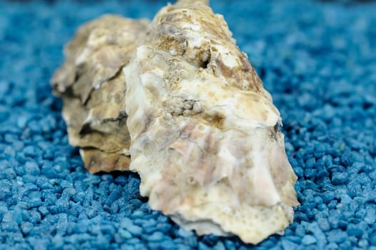oyster
