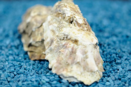 oyster