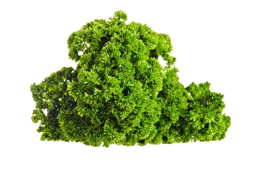 fresh bunch of parsley isolated on white