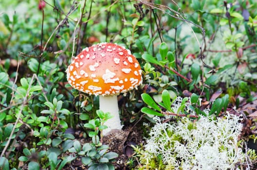 The mushroom a fly-agaric grows one in a wood, among a herb