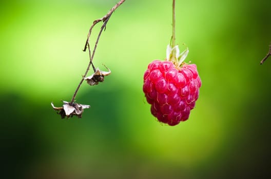 Berry of a raspberry in a garden, a close up
