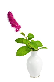 Beautiful pink flower in a vase, isolated on white