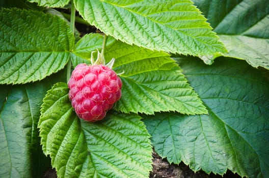 Berries of a raspberry on leaves, a close up