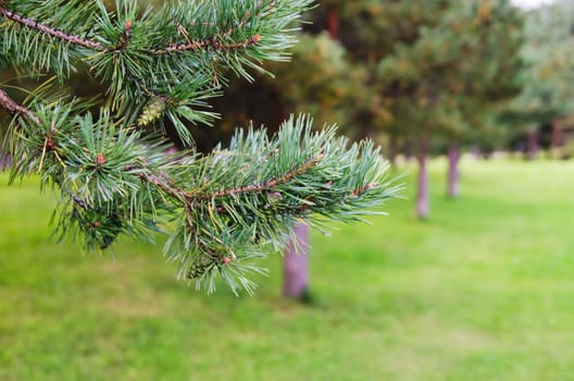 Pine branch on a background of a wood, a close up