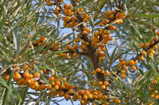 Sea-buckthorn berries on branches, close-up