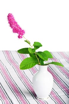 Beautiful pink flower in a vase, isolated on white