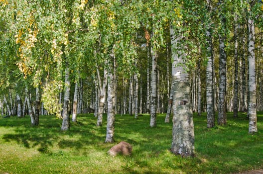 Birch Grove on the last day of summer