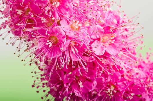 Beautiful pink flower, close-up