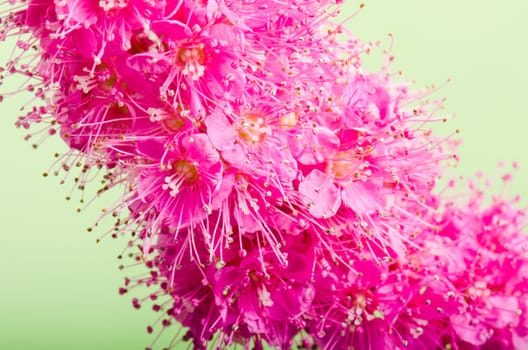 Beautiful pink flower, close-up