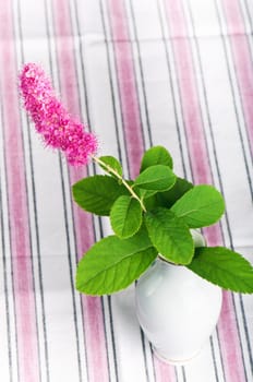 Beautiful pink flower in a vase