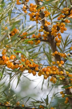 Sea-buckthorn berries on branches, close-up