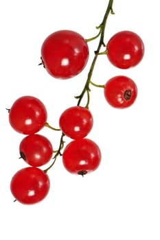 a bunch of red currant, isolated on white