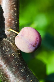 Ripening plum fruit on a tree, close-up
