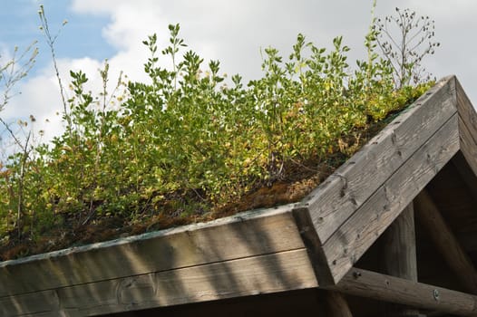 Roof covered by turf with growing plants