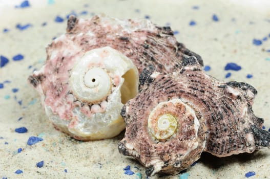Sea Snails