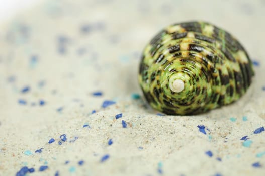 Sea Snails
