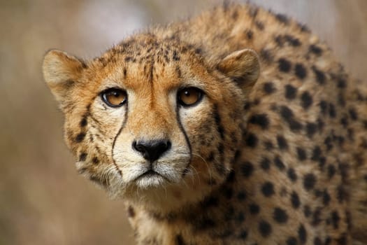 Cheetah