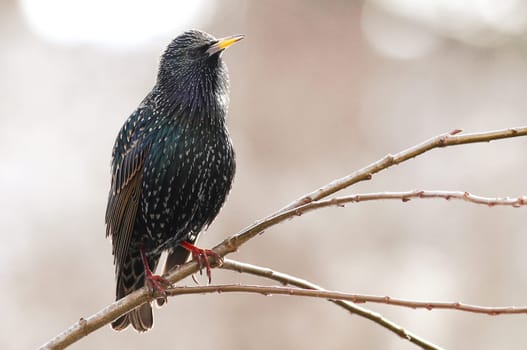Sturnus Vulgaris - The Star