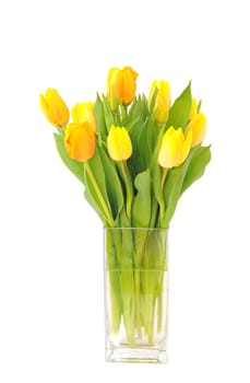 yellow tulips