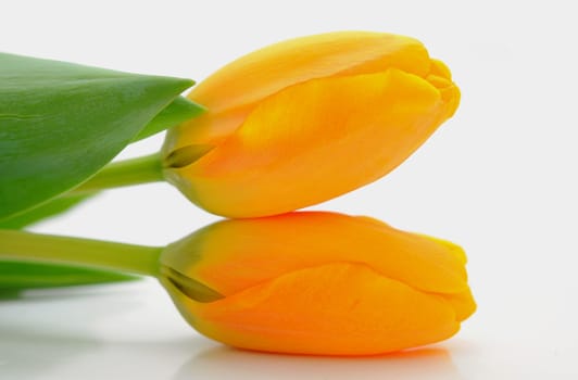 two tulips