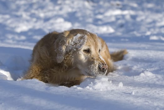 Golden Retriever in the Snow