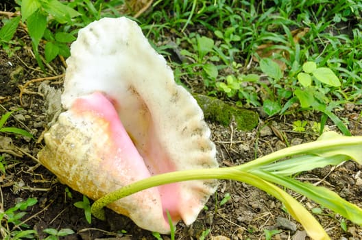 A large seashell in San Andres y Providencia, Colombia