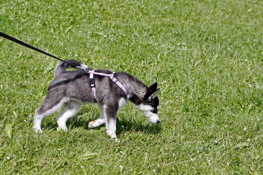 Husky puppy