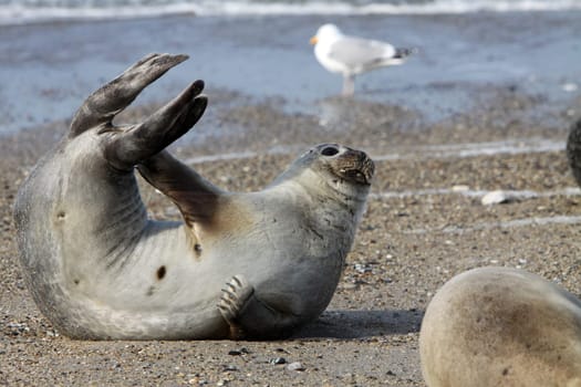 Grey seal on Heligoland