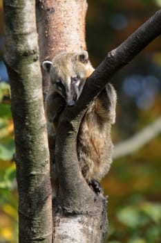 South American coati
