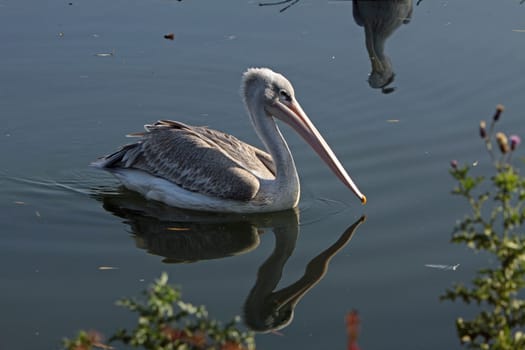 Lesser pelicans