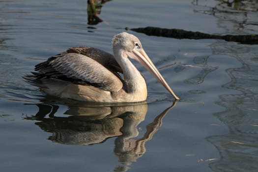 Lesser pelicans