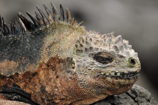Marine iguana sleeping