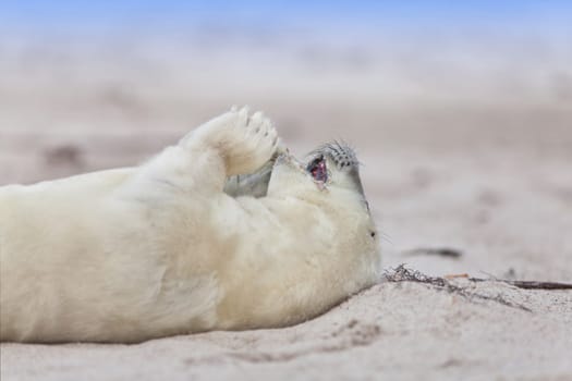 small newborn seal pups