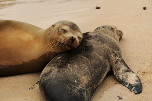 Sea lions slumber on Santa Fe / Galapagos