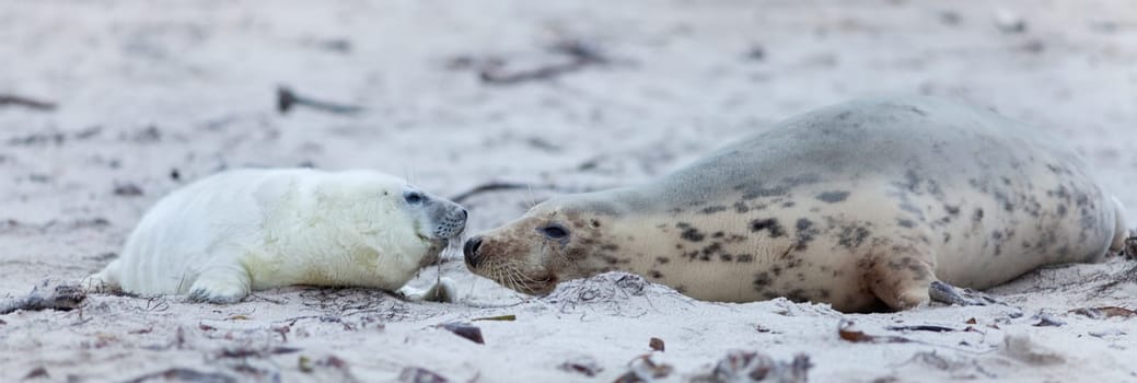 Seal mother with baby seal