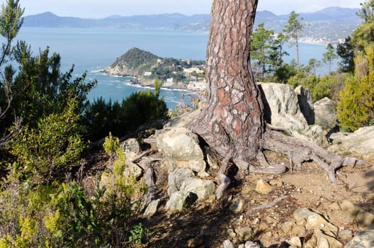 root of a pine promontory of Sestri Levante