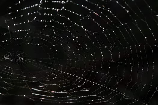 Dewdrops on a spider's web