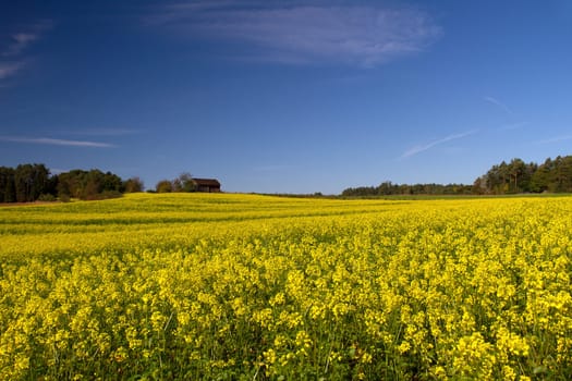 rapeseed field