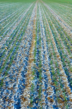 field- lines in winter